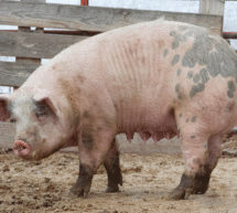 GUEST EDITORIAL: IN NORTH CAROLINA, PIGS DON’T FLY BUT THEIR FECES DO