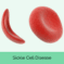 NATIONAL SICKLE CELL DISEASE POLL OF AFRICAN AMERICANS DISPELS LONG HELD VIEWS